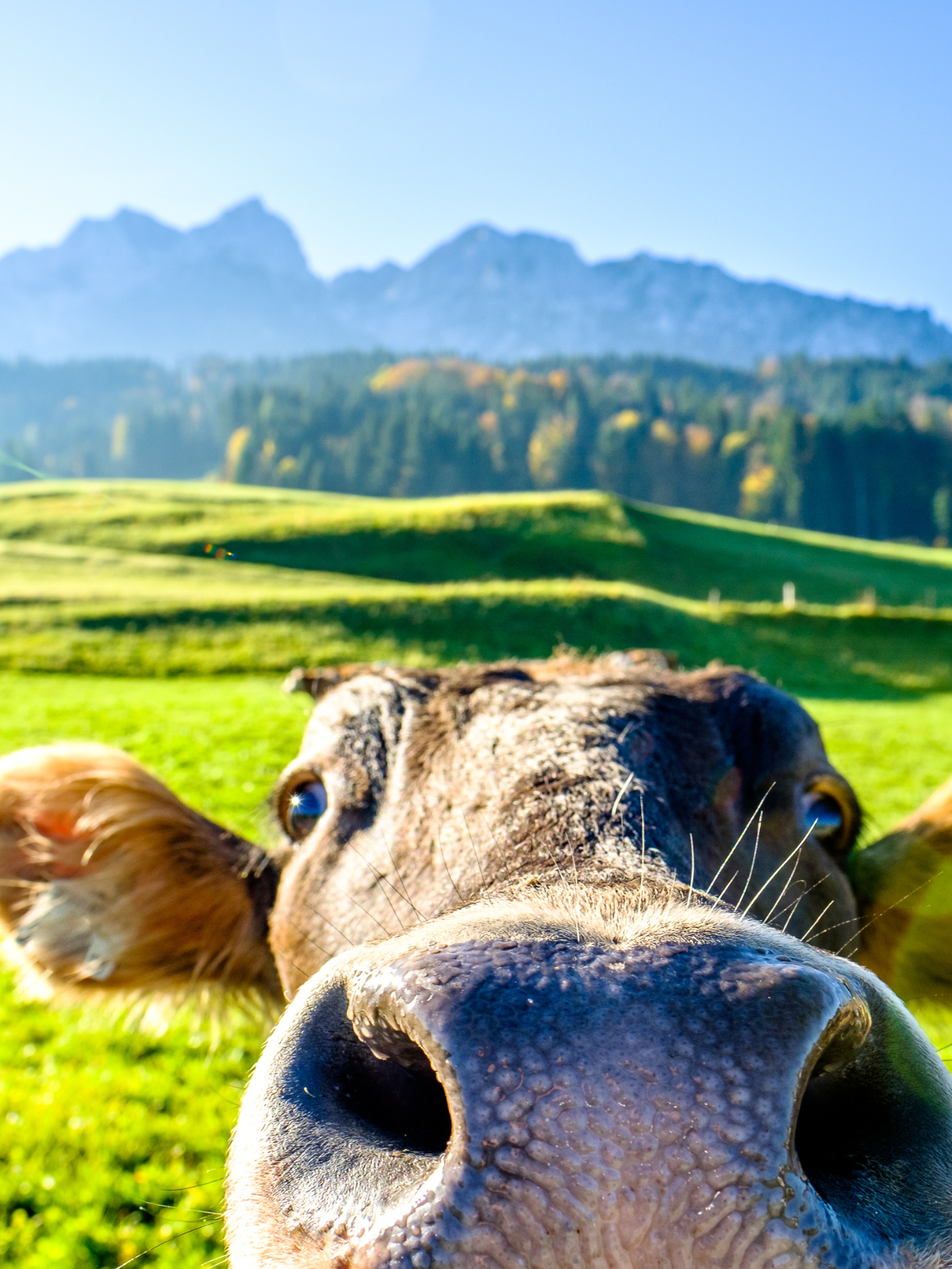 E-SMOG Belastungen in der Landwirtschaft